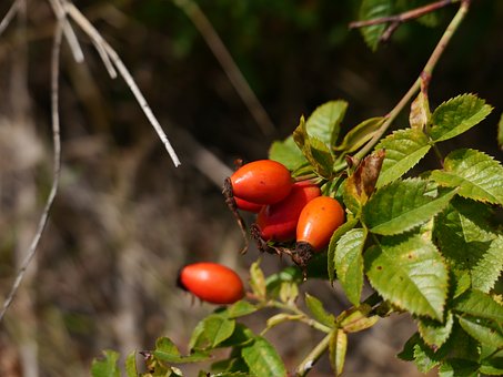 Free Rosehip Rose Leaves photo and picture