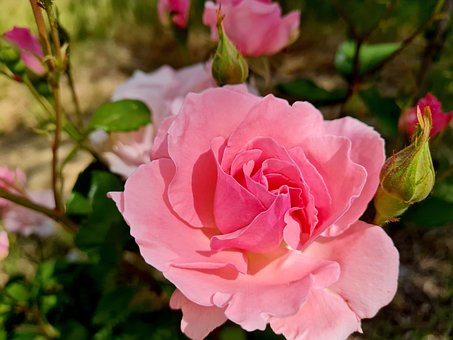 Rose, Blomst, Rosa, Natur, Plante