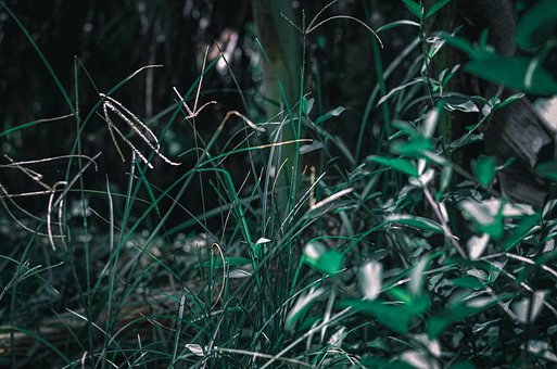 Free Nature Plant photo and picture