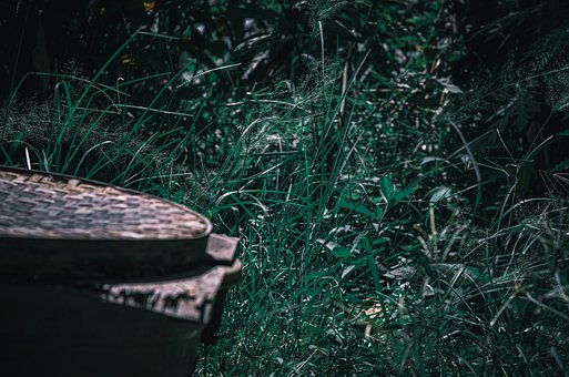 Free Dark Dark Forest photo and picture