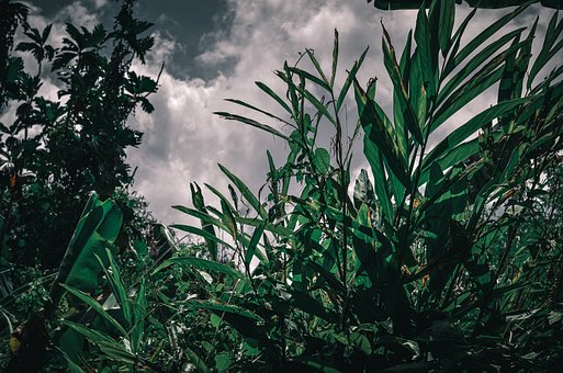 Free Jungle Tropical photo and picture