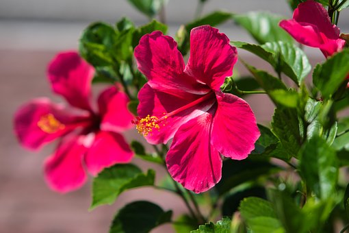 Hibiskus, Blomst, Rosa, Kronblad