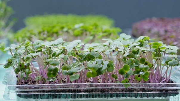 Mikrogrønt, Planting, Sunn Mat, Fersk