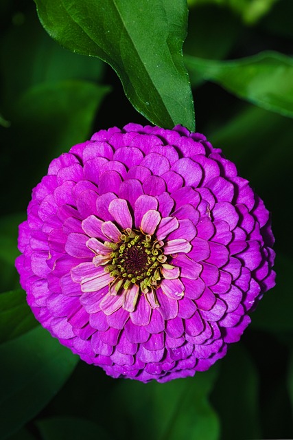 Violette Blume, Zinnie, Gartenblume