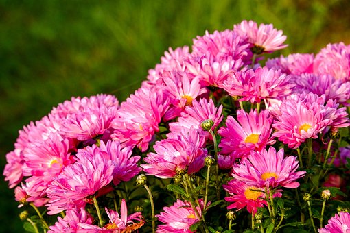 Free Pink Chrysanthemums Flowers photo and picture