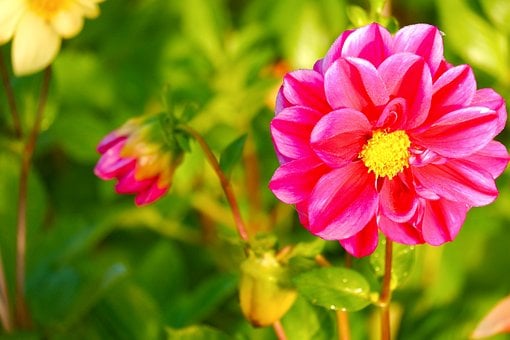 Free Dahlia Flower photo and picture