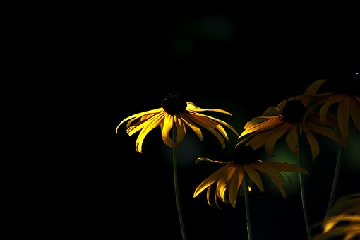 Marguerite, Žlutá, Noční, Černá, Příroda