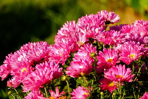 Free Chrysanthemums Flowers photo and picture