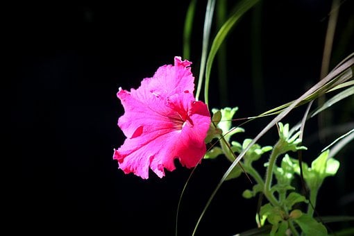 Růžová Květina, Pétunia, Příroda