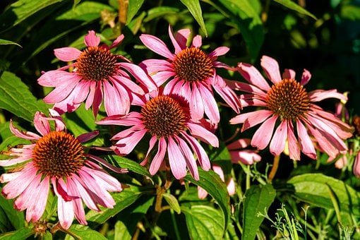 Free Flower Echinacea photo and picture