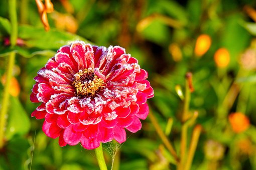 Free Zinnia Frost photo and picture