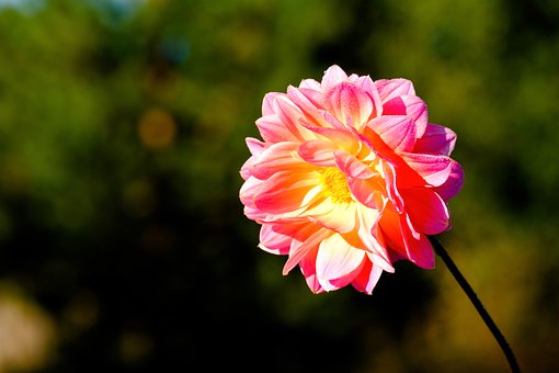 Free Flower Dahlia photo and picture