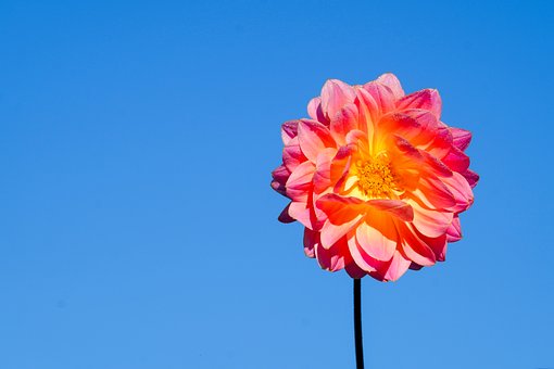 Free Flower Dahlia photo and picture