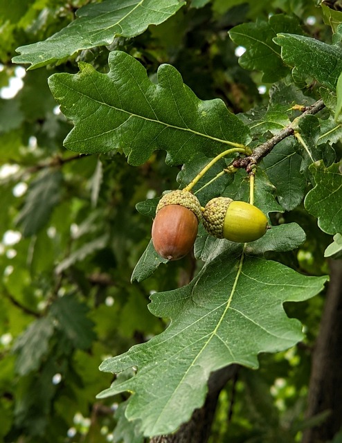 Free Acorn Oak Leaf photo and picture