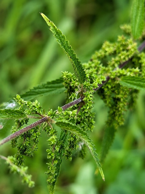 Free Nettle Wild Plant photo and picture