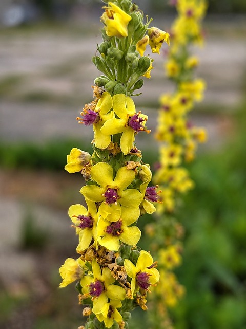 Free Mullein Yellow photo and picture