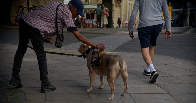 Städtische Szene, Hund, Leine, Gehen
