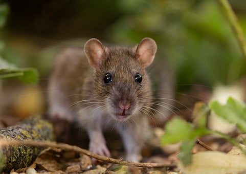Şobolan, Rozător, Natură, Animal