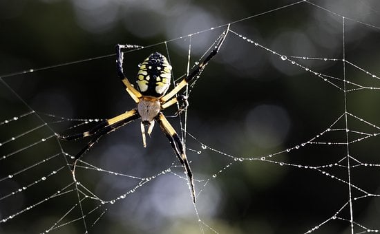 Free Spider Arachnid photo and picture