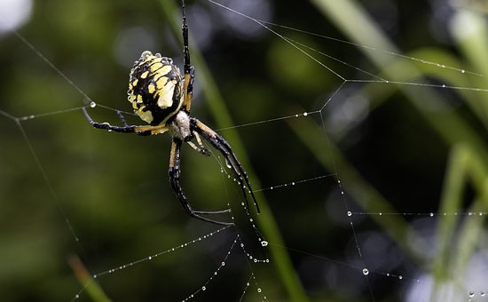 Free Spider Web photo and picture