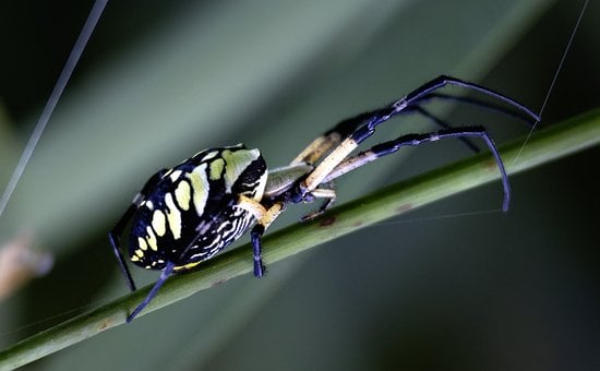 Free Spider Nature photo and picture