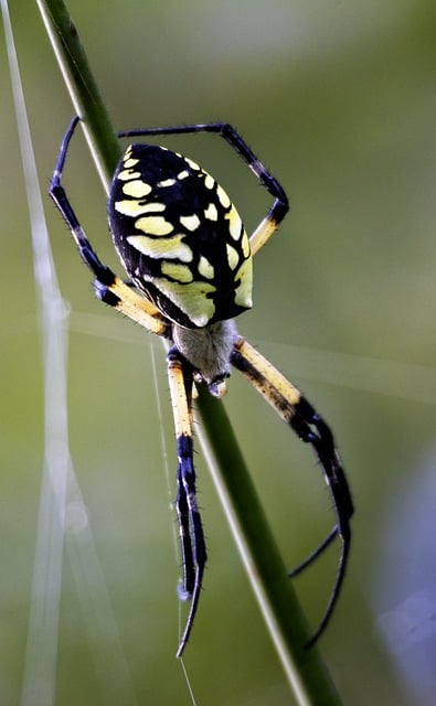 Free Spider Arachnid photo and picture