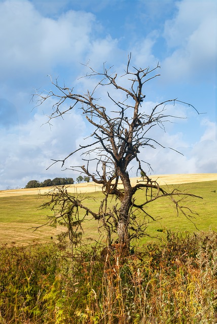 Kahler Baum, Trockene Zweige
