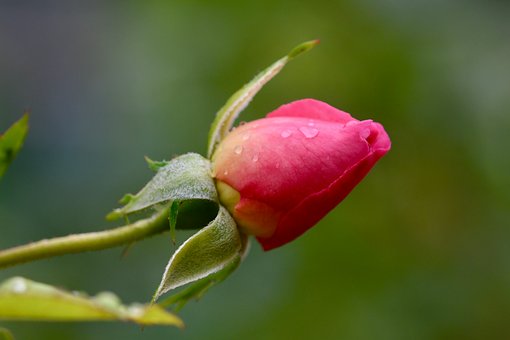 Knospe, Rose, Tropfen, Garten, Rot