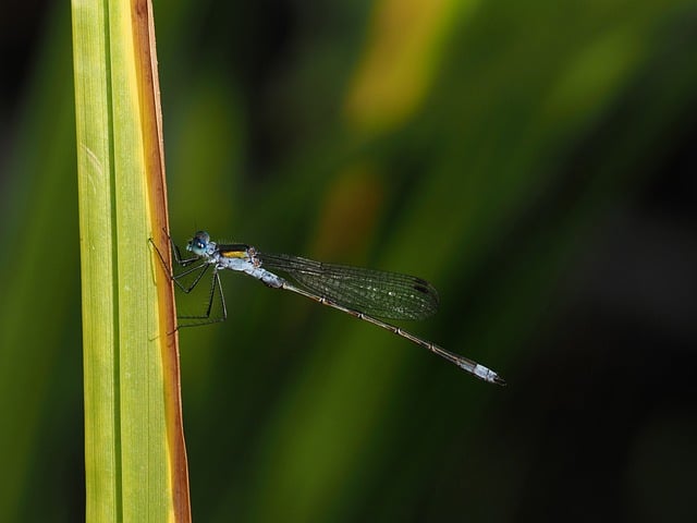Free Damselfly Green Plant photo and picture