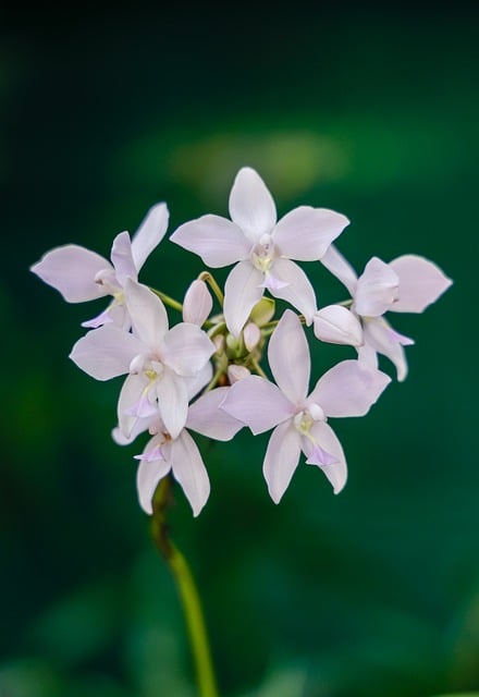 Orquídea, Flora, Flor, Orchidaceae, Roxo