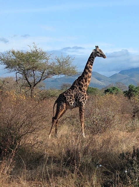 Free Giraffe Safari photo and picture