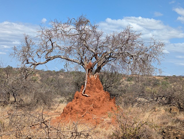 Free Termites Ant Hill photo and picture
