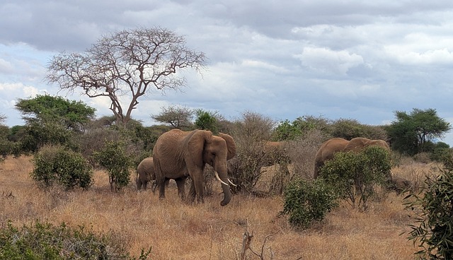 Free Elephant Safari photo and picture