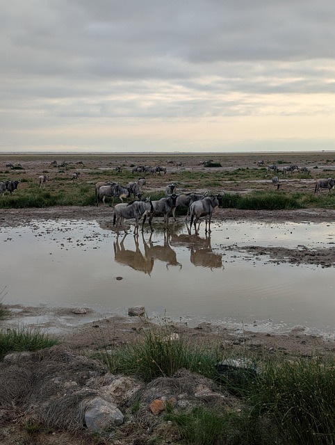 Free Safari Nature photo and picture