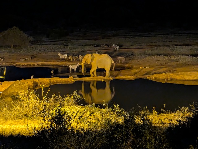Free Elephant Zebras photo and picture