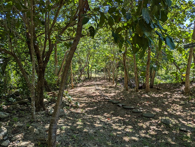 Free Nature Trees photo and picture