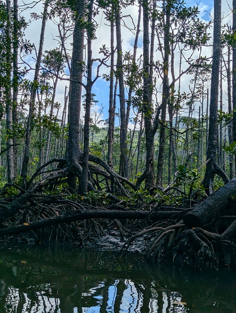Free Nature Forest photo and picture