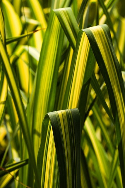Natur, Blader, Grønt, Gress, Bladfylt