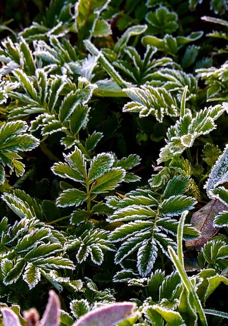 Free Frost Leaves photo and picture