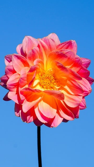 Free Flower Dahlia photo and picture