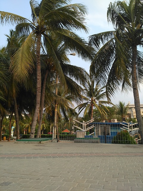Palmeira De Coco, Bosque De Palmeiras