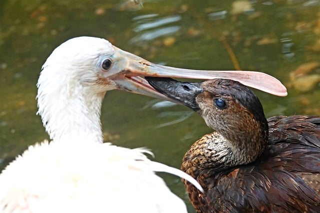 Vögel, Tiere, Schwarzer Schnabel
