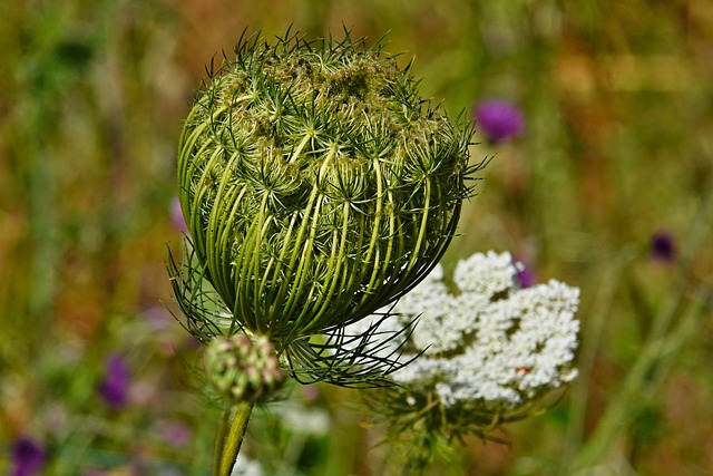 Pflanze, Blume, Natur, Sommer, Grün