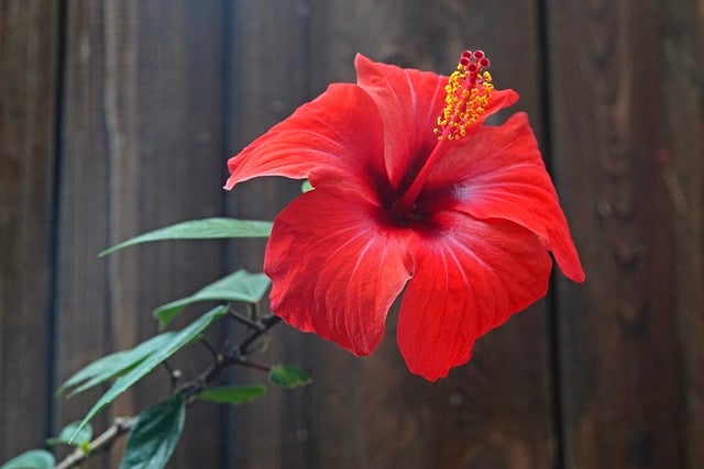 Blume, Hibiskus, Rot, Natur, Details