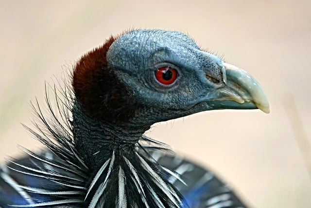 Vogel, Tier, Wild, Wachtel, Rotes Auge