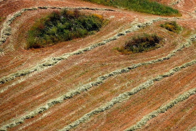 Feld, Gemäht, Stroh, Gras, Linien