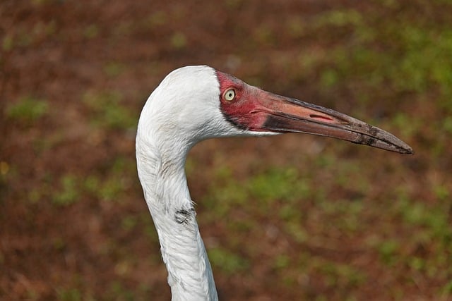 Vogel, Weißer Kranich, Kopfdetail