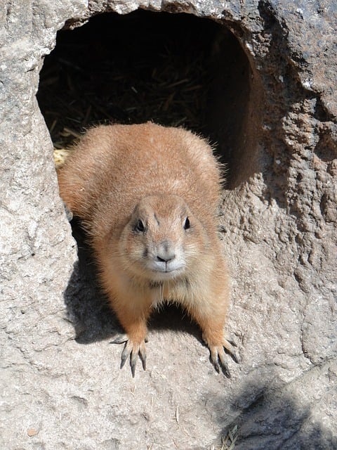 Free Prairie Dog Hole photo and picture