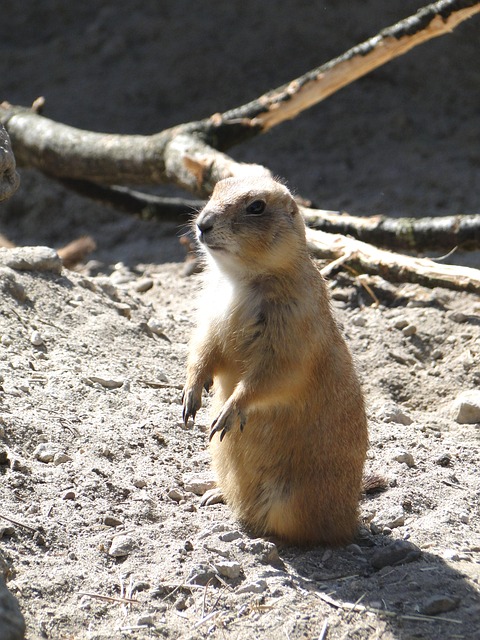 Free Meerkat Curious photo and picture