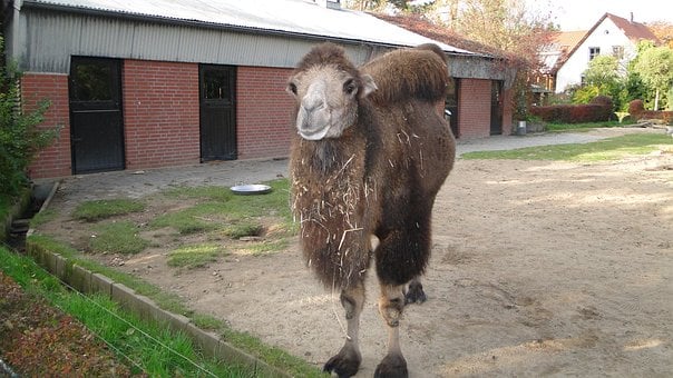 Free Camel Zoo photo and picture
